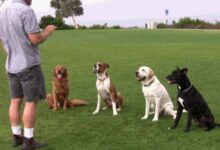 Reasons Why Dog Training Is Important?