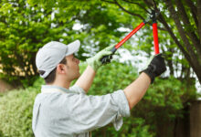 Hiring Tree Pruning Services