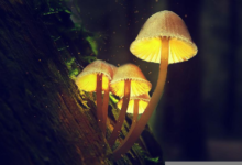 Miraculous Magic Mushrooms
