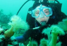 The Latest Scuba Diving Essentials That Every Scuba Diver Needs